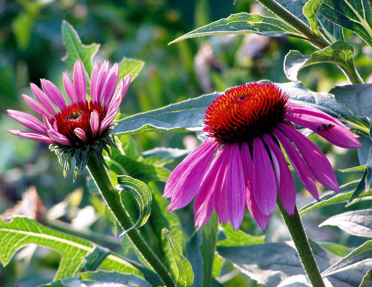 Echinacea purpurea