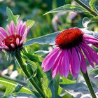 Echinacea purpurea