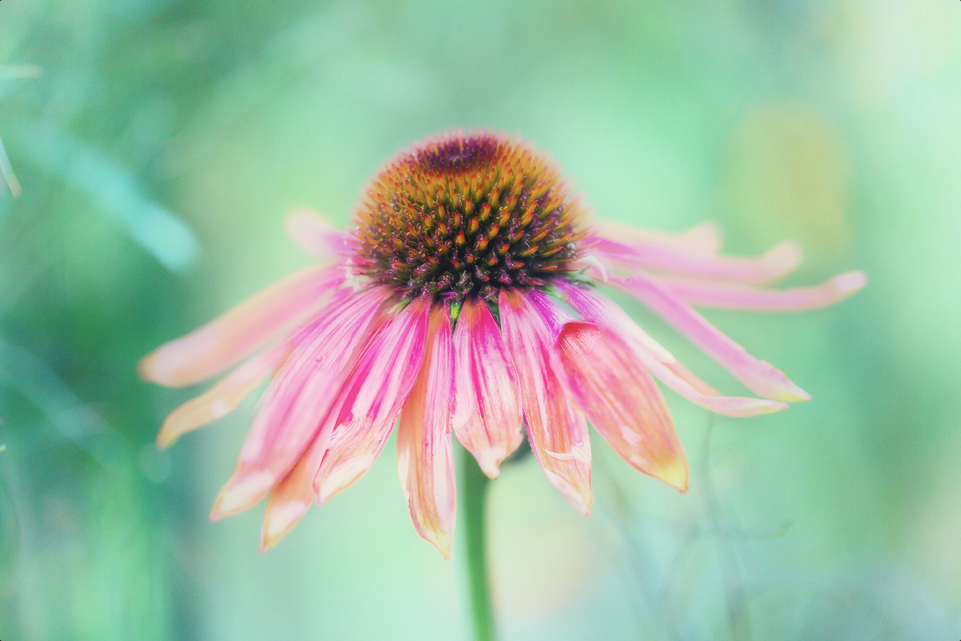 Echinacea purpurea