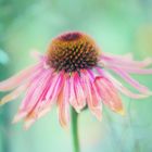 Echinacea purpurea