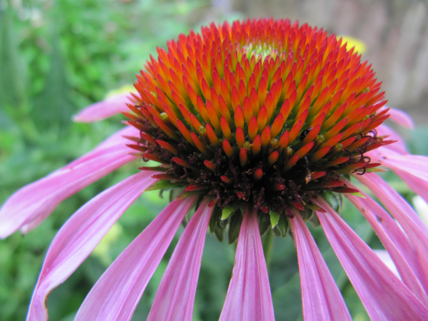 echinacea purpurea