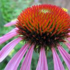 echinacea purpurea