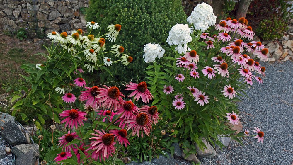 Echinacea purpurea gestern Morgen 5 44 Uhr im Garten nach dem bisher heißesten Tag des Jahres...