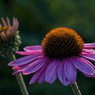 Echinacea purpurea II