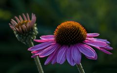 Echinacea purpurea II