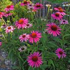 Echinacea purpurea in 3 Farben und in dieser Fülle und Pracht...