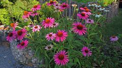 Echinacea purpurea in 3 Farben und in dieser Fülle und Pracht...