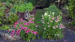 Echinacea Purpurea in drei Farben 4 Tage später...