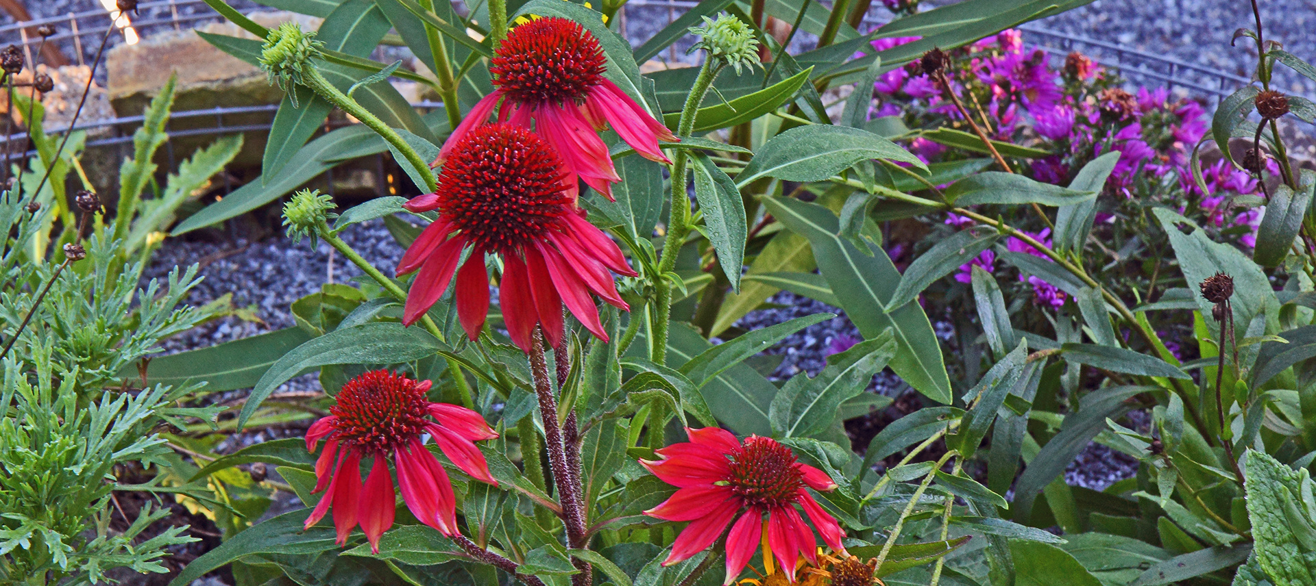 Echinacea purpurea in einer bei mir seltenen Farbe