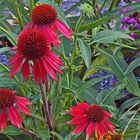 Echinacea purpurea in einer bei mir seltenen Farbe