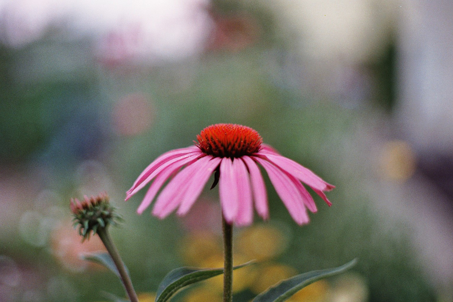 Echinacea Purpurea Magnus