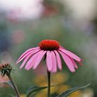 Echinacea Purpurea Magnus