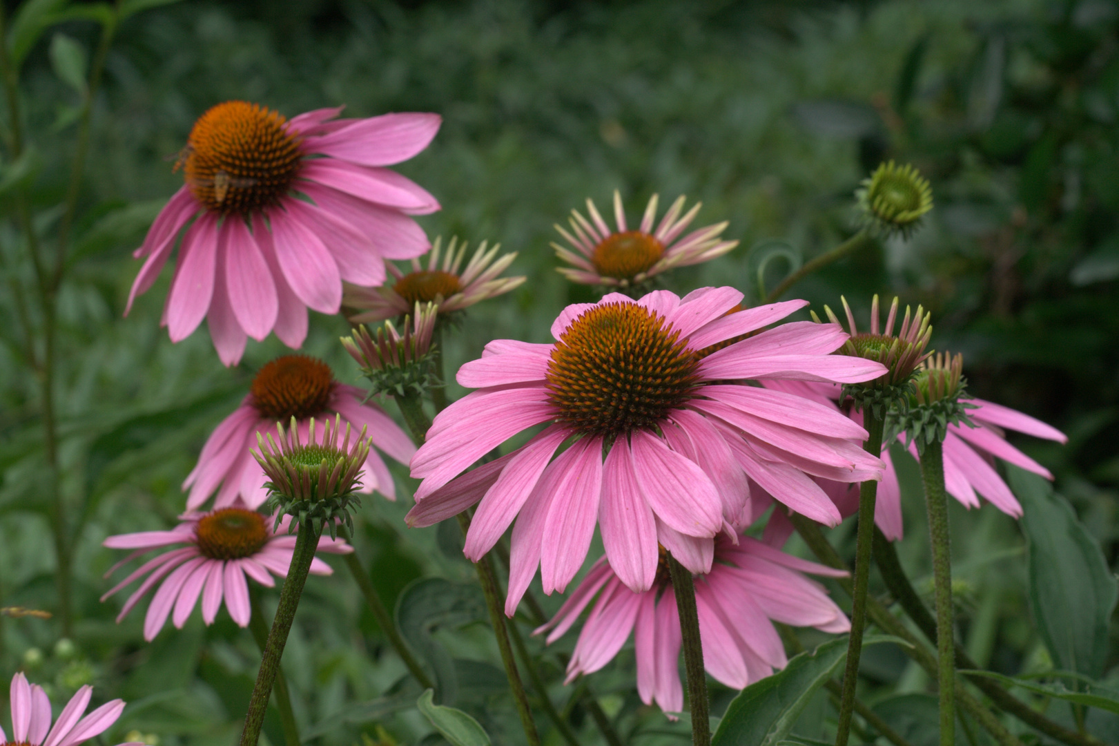 Echinacea purpurea Maxima