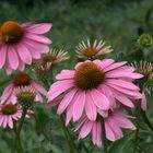 Echinacea purpurea Maxima