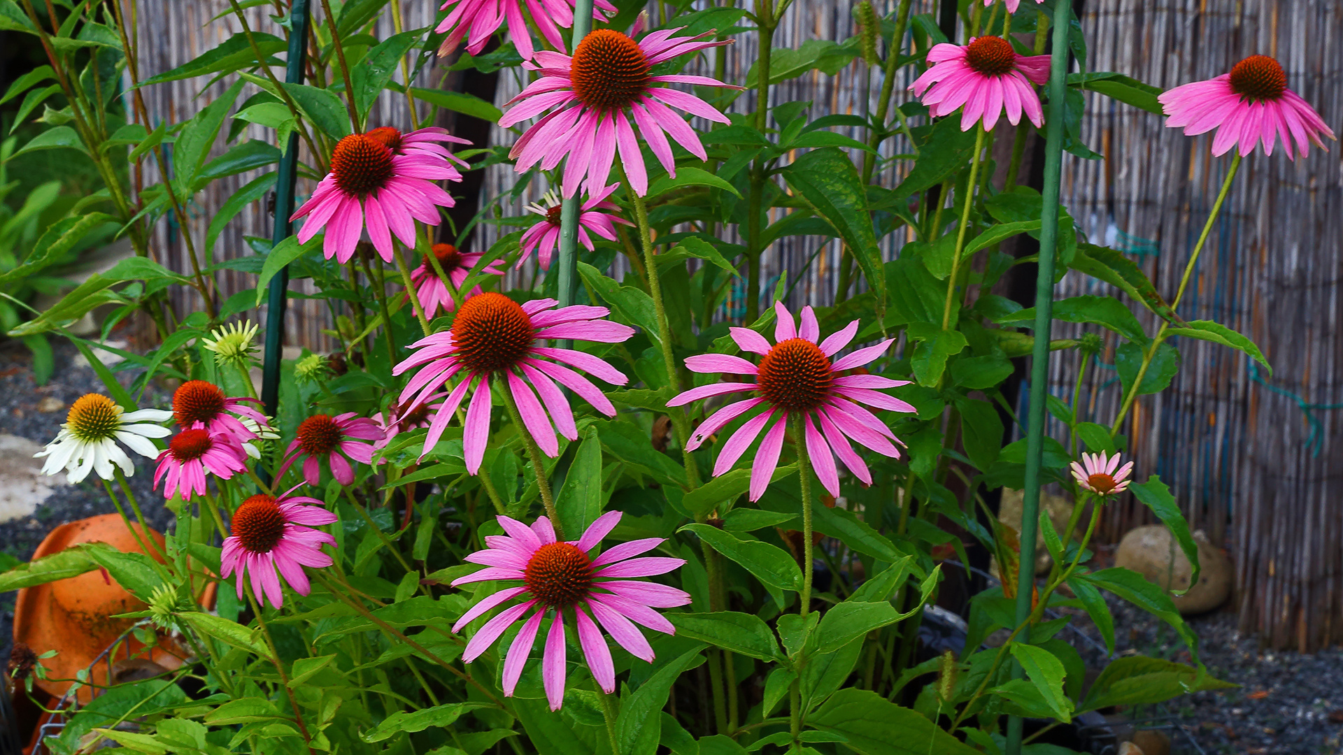 Echinacea purpurea meine Augustlieblinge im Garten