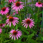 Echinacea purpurea meine Augustlieblinge im Garten