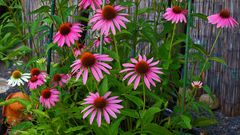 Echinacea purpurea meine Augustlieblinge im Garten