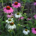 Echinacea purpurea meine Lieblingssommerstauden...wobei