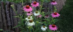 Echinacea purpurea meine Lieblingssommerstauden...wobei