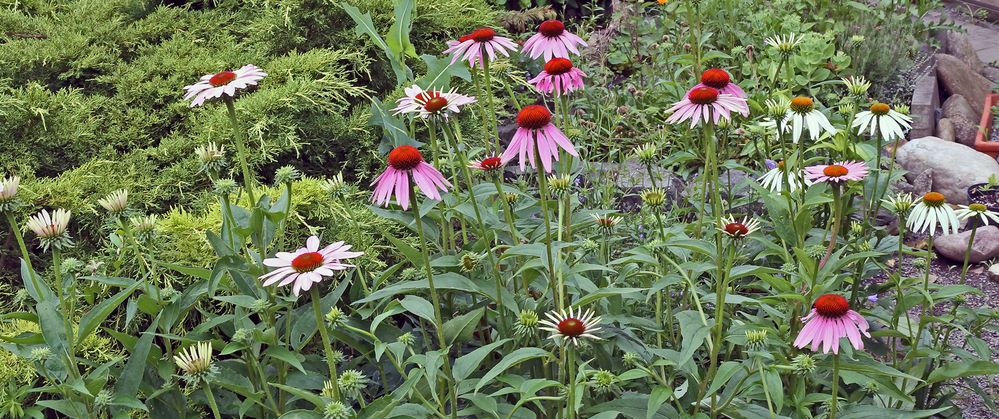 Echinacea purpurea meine Sommerlieblingstauden  am Beginn...