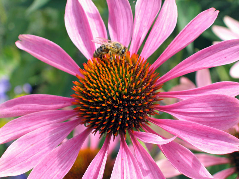 Echinacea purpurea mit Biene