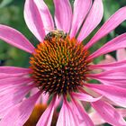 Echinacea purpurea mit Biene