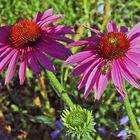 Echinacea purpurea  mit einer Regenbilanz des ersten Halbjahres