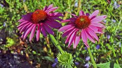 Echinacea purpurea  mit einer Regenbilanz des ersten Halbjahres