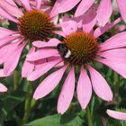 Echinacea purpurea mit Hummel