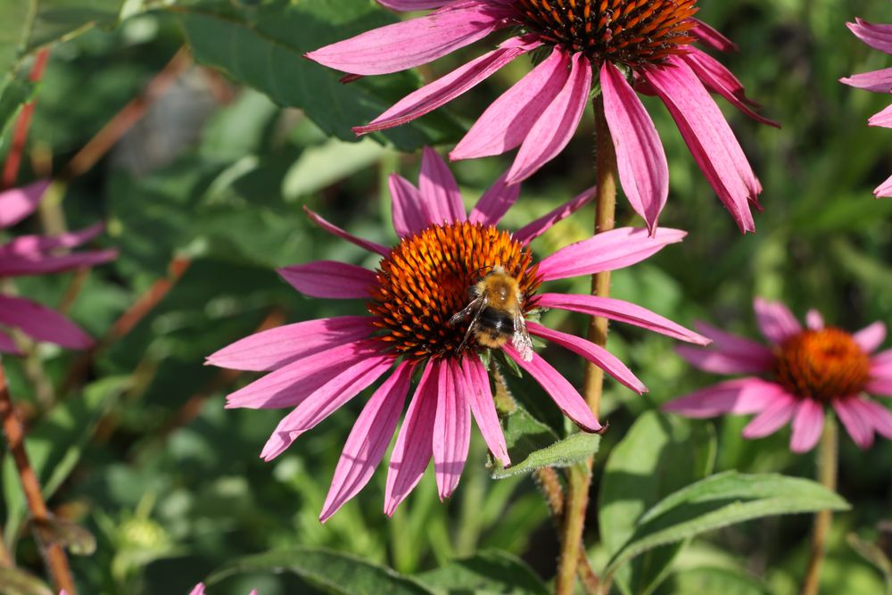 Echinacea purpurea mit Hummel