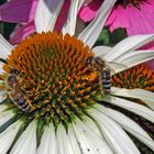 Echinacea purpurea nicht nur von mir immer sehr begehrt...