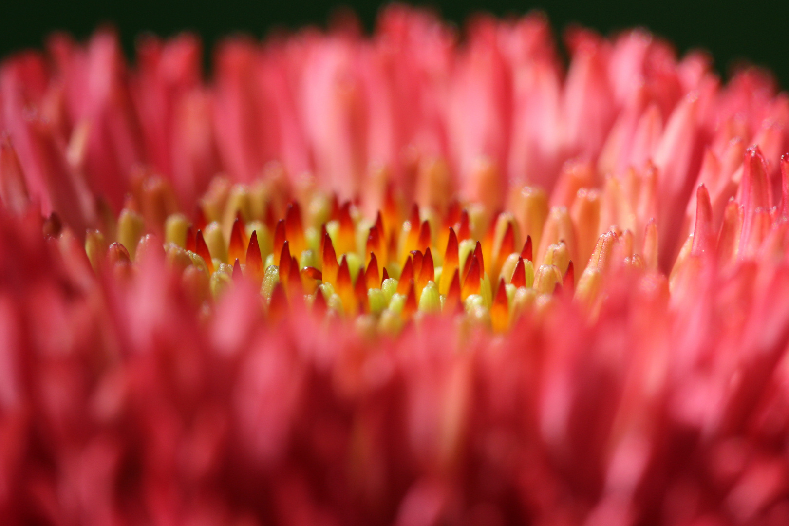 Echinacea purpurea proxima