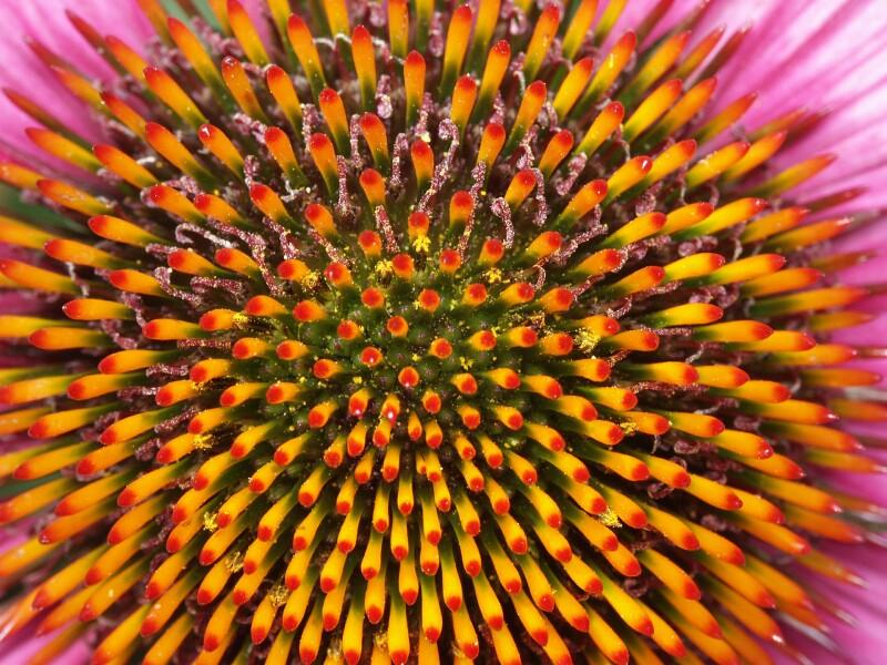 Echinacea purpurea (Purpur-Sonnenhut)