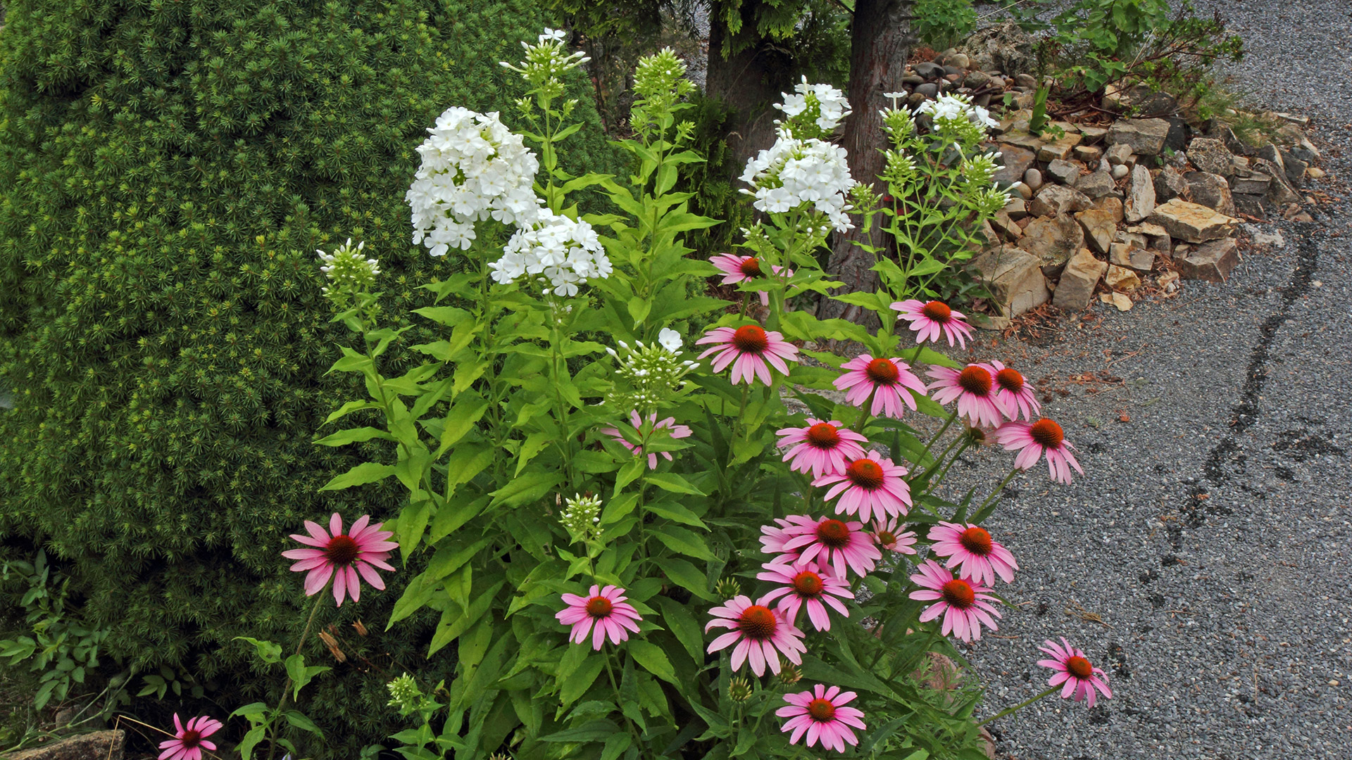 Echinacea purpurea , Purpursonnenhut und andere Stauden