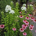 Echinacea purpurea , Purpursonnenhut und andere Stauden