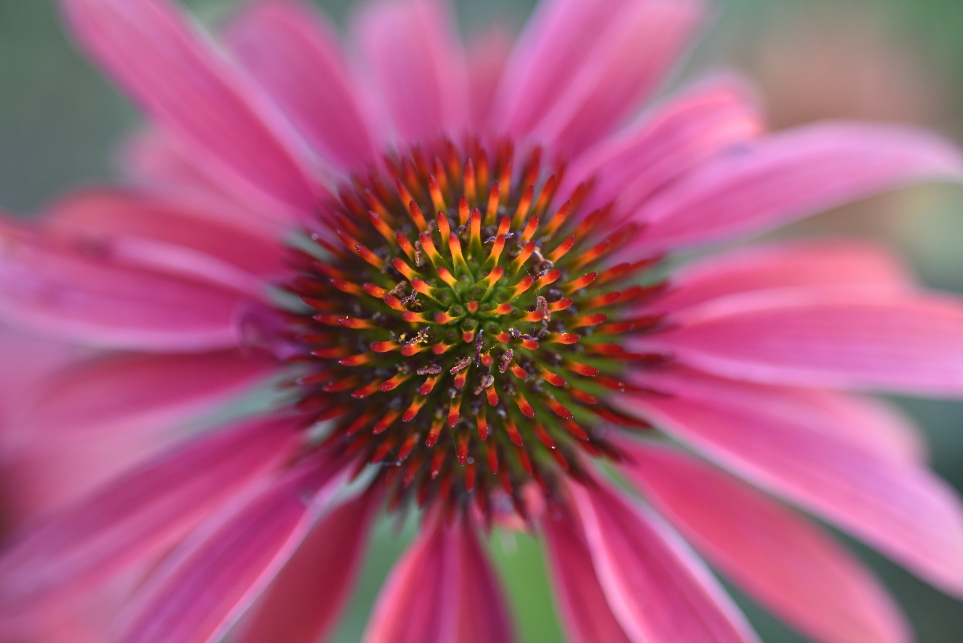 Echinacea purpurea (roter Sonnenhut)