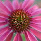 Echinacea purpurea (roter Sonnenhut)