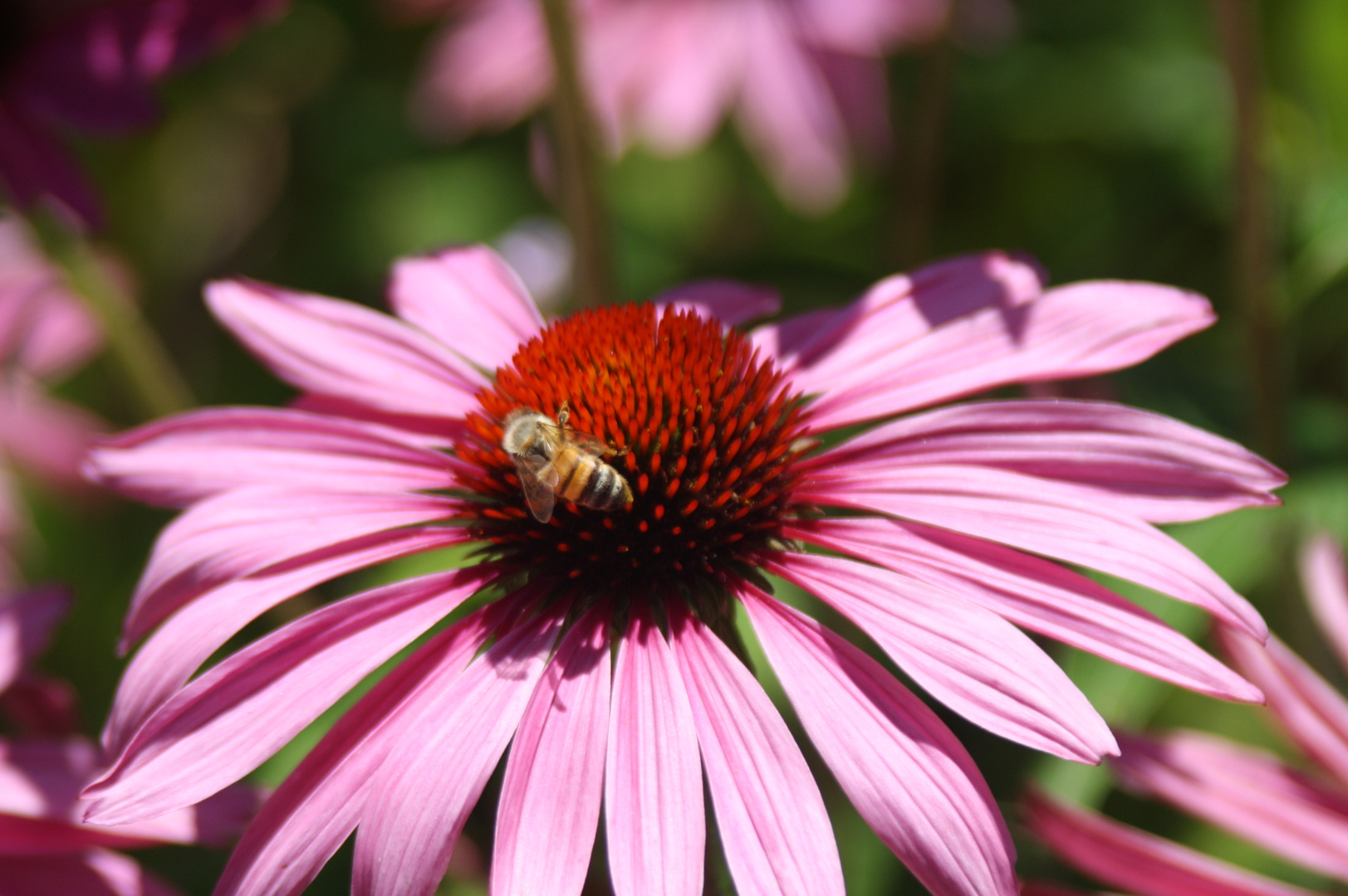 Echinacea purpurea (Roter Sonnenhut)