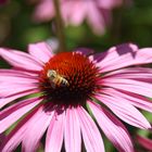 Echinacea purpurea (Roter Sonnenhut)