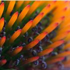 Echinacea purpurea ( roter Sonnenhut )