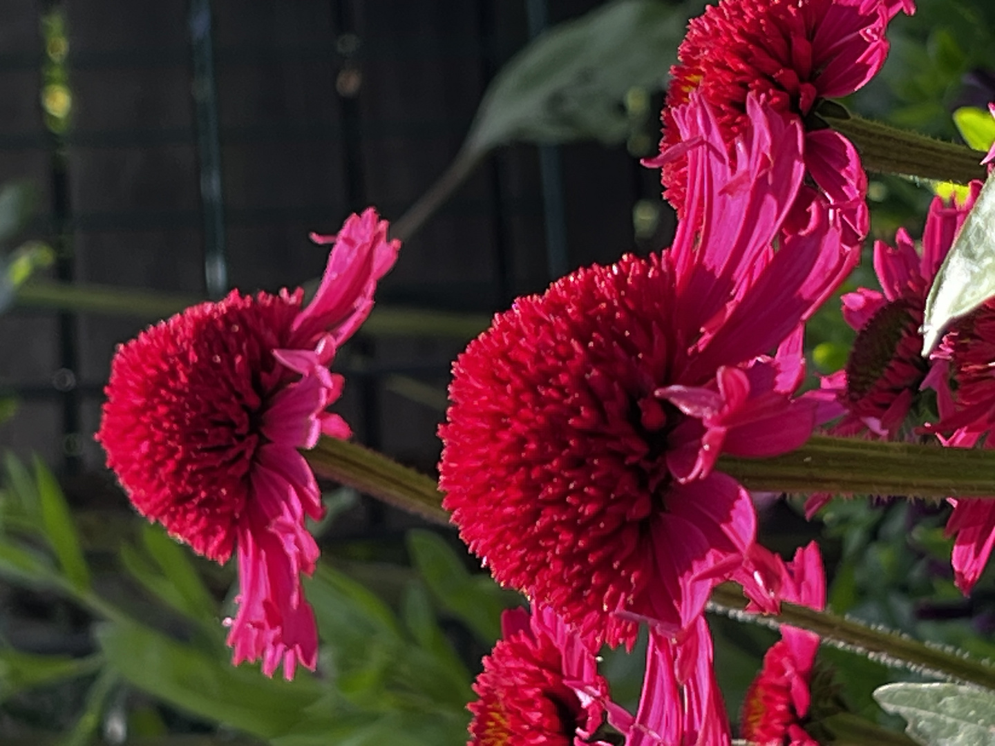 Echinacea purpurea "Sensation Pink"