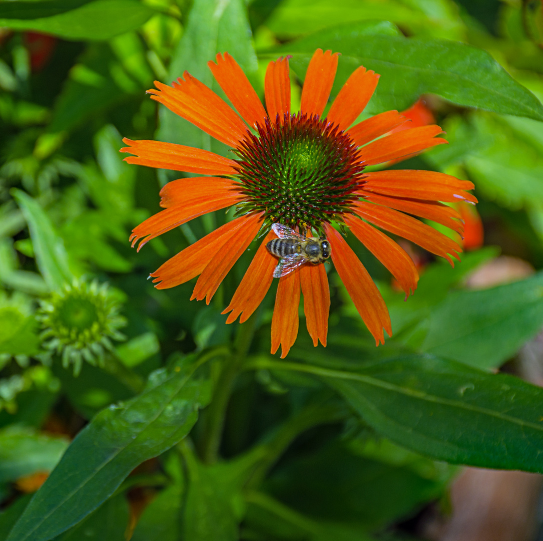 Echinacea purpurea Skipper Orange