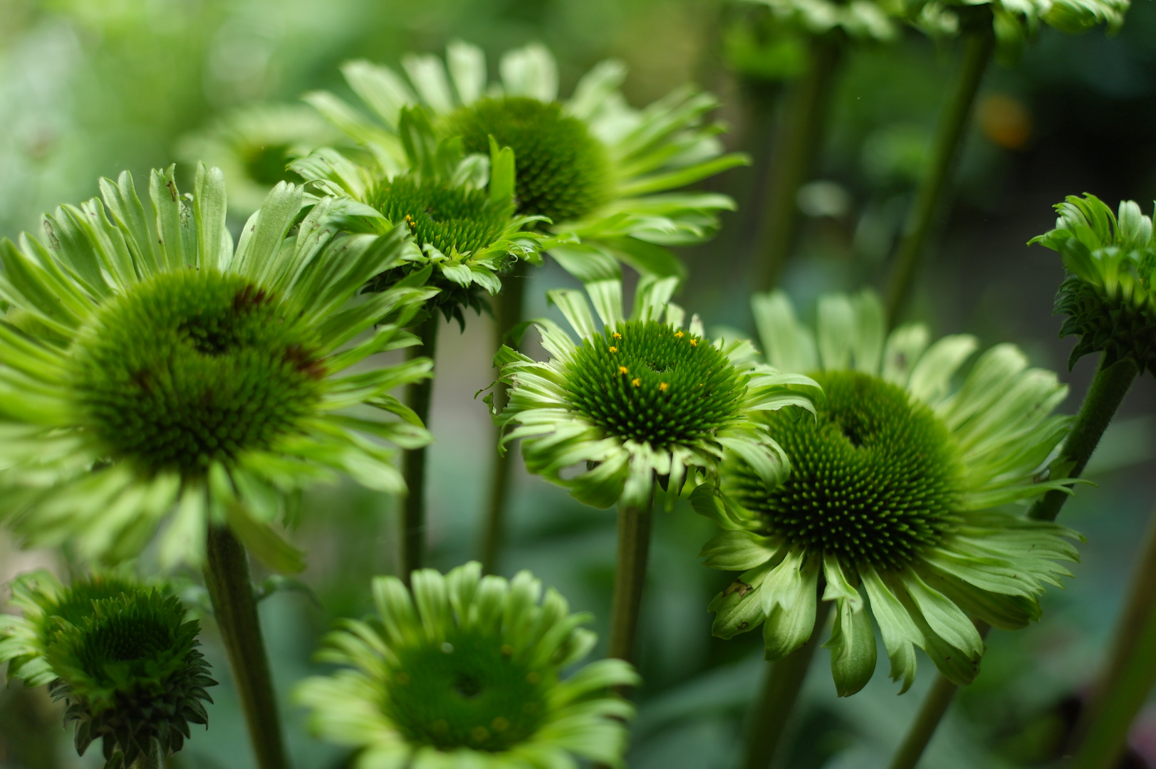 Echinacea purpurea - Sonnenhut