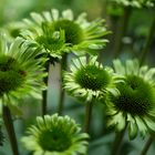 Echinacea purpurea - Sonnenhut