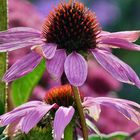 echinacea purpurea - Sonnenhut in der Herbstsonne