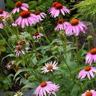 Echinacea purpurea und hier geht noch was...