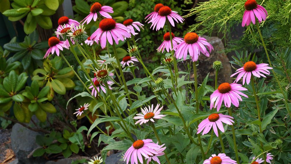 Echinacea purpurea und hier geht noch was...