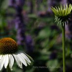 ECHINACEA PURPUREA (White Swan)     