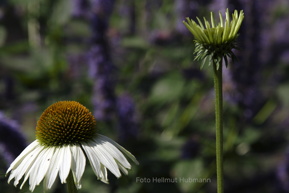 ECHINACEA PURPUREA (White Swan)     