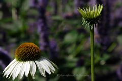 ECHINACEA PURPUREA (White Swan)     